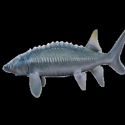 Fish get that big??? icon