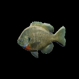 I mean it's a fish... icon