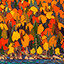 All Autumn `22 icon