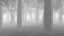 Into the Wild Screenshot 4