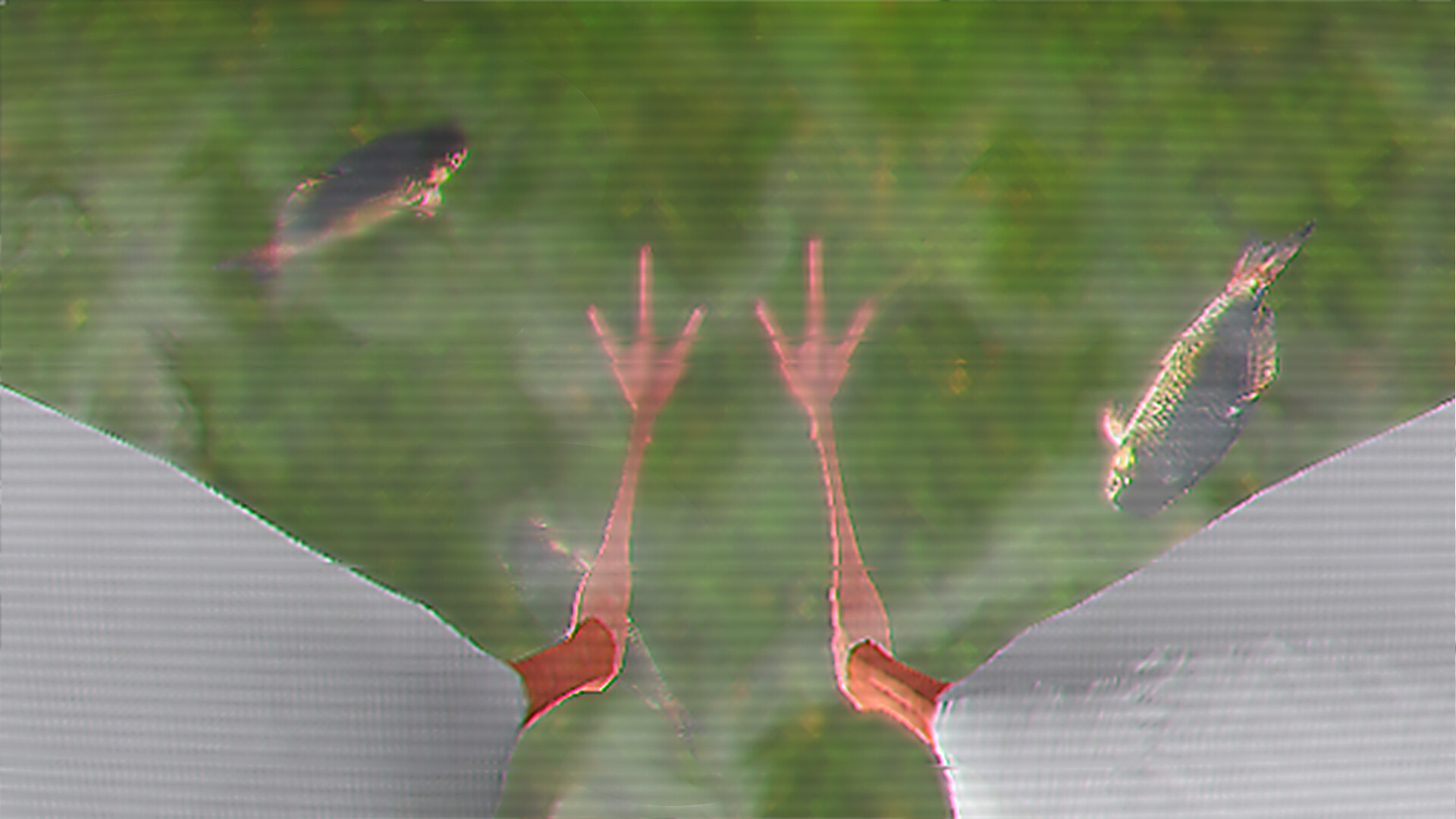 IBIS AM Screenshot 0