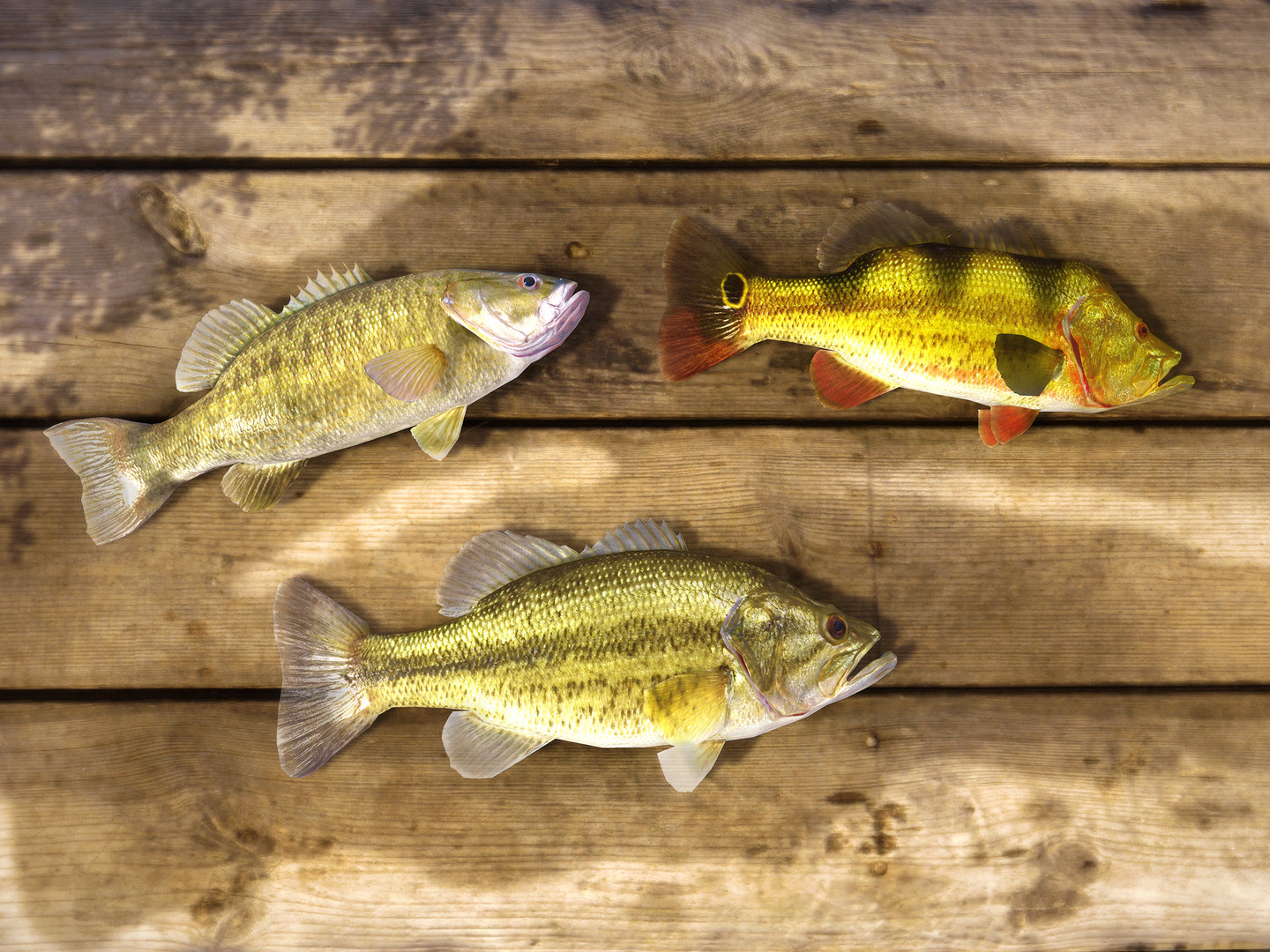 Fishing Planet Screenshot 14