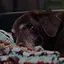 Throw A Bone icon