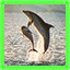 Dolphins in the wild icon