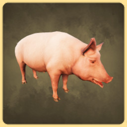 Domestic Pig icon