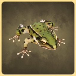Frog icon