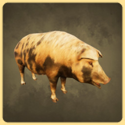 Pig icon