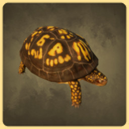 Box Turtle icon