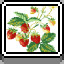 Strawberry Bush icon