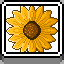 Sunflower icon