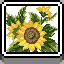 Sunflowers icon