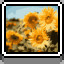 Sunflowers icon