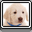 Puppies icon