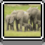 Safari icon