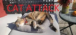 Cat Attack RPG